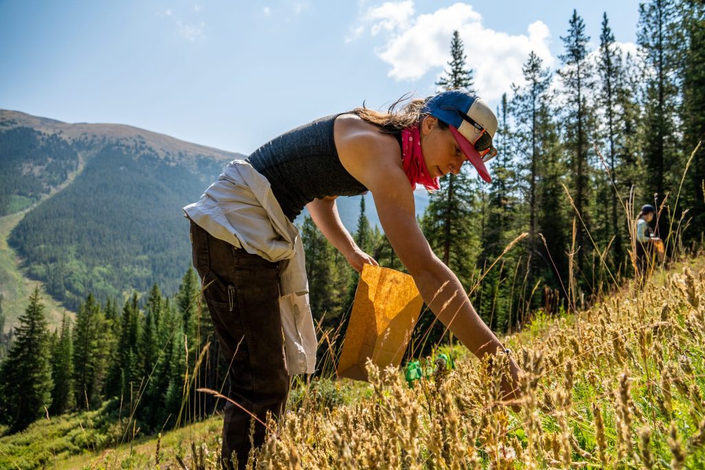 How a science experiment to grow native plants on Copper's slopes is inspiring collaboration in the ski industry