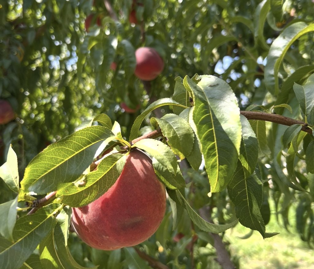 Imposter Palisade peaches beware: Colorado governor signs bill cracking down on counterfeit produce