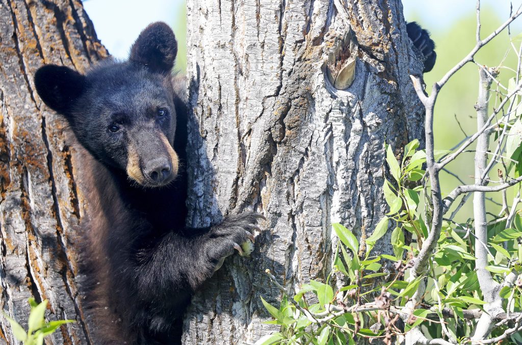 Stay Real Rabbit Keep Bears Wild educator talks tips and tricks to keep bears away ...