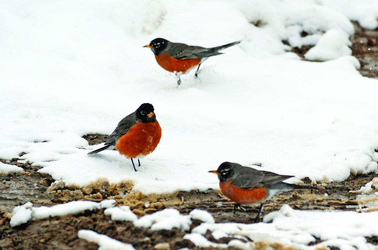 Hundreds of birds die of starvation after spring snowstorm 