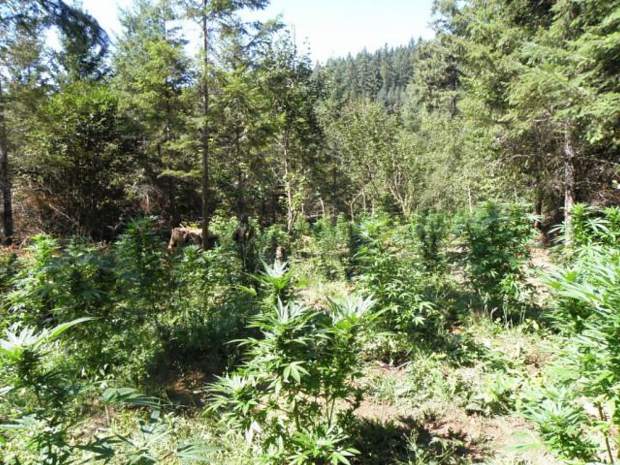 Raid nets 2,700 marijuana plants in illegal growing operation near ...
