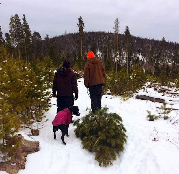 Az christmas tree cutting permit