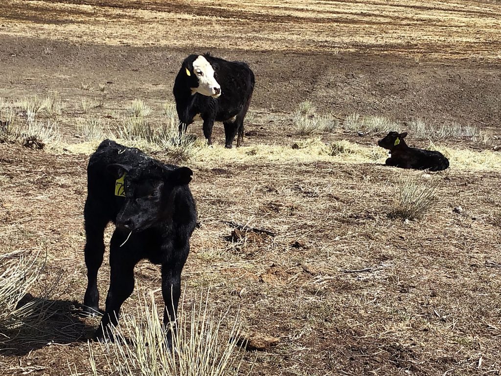 Colorado AgrAbility Project offers winter in Kremmling