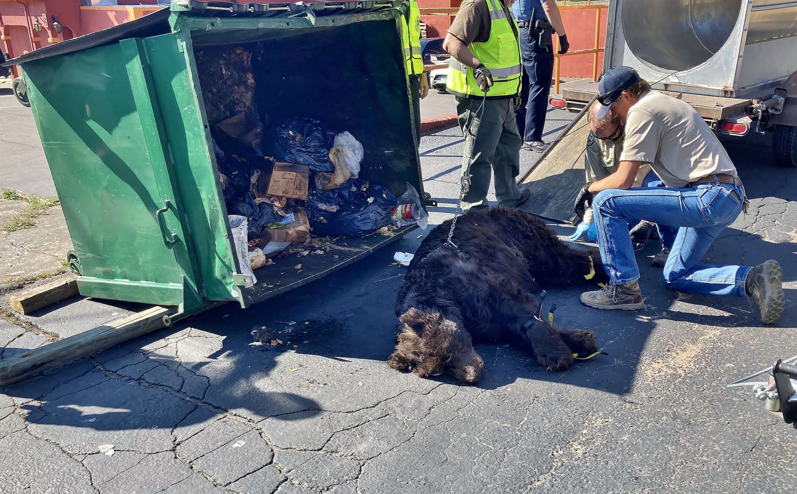 Keep bears safe by storing trash properly
