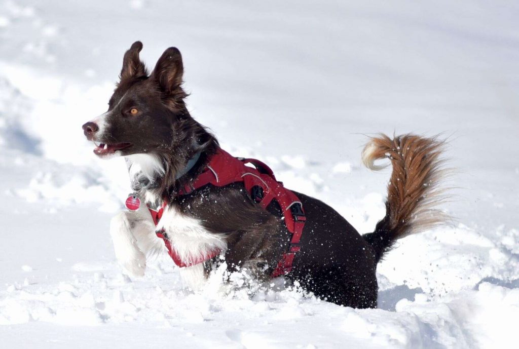 ★リリパットレーン2☆ The Old Dog &Bone in Winter Gravy the Winter Park avalanche dog could be crowned the winner of