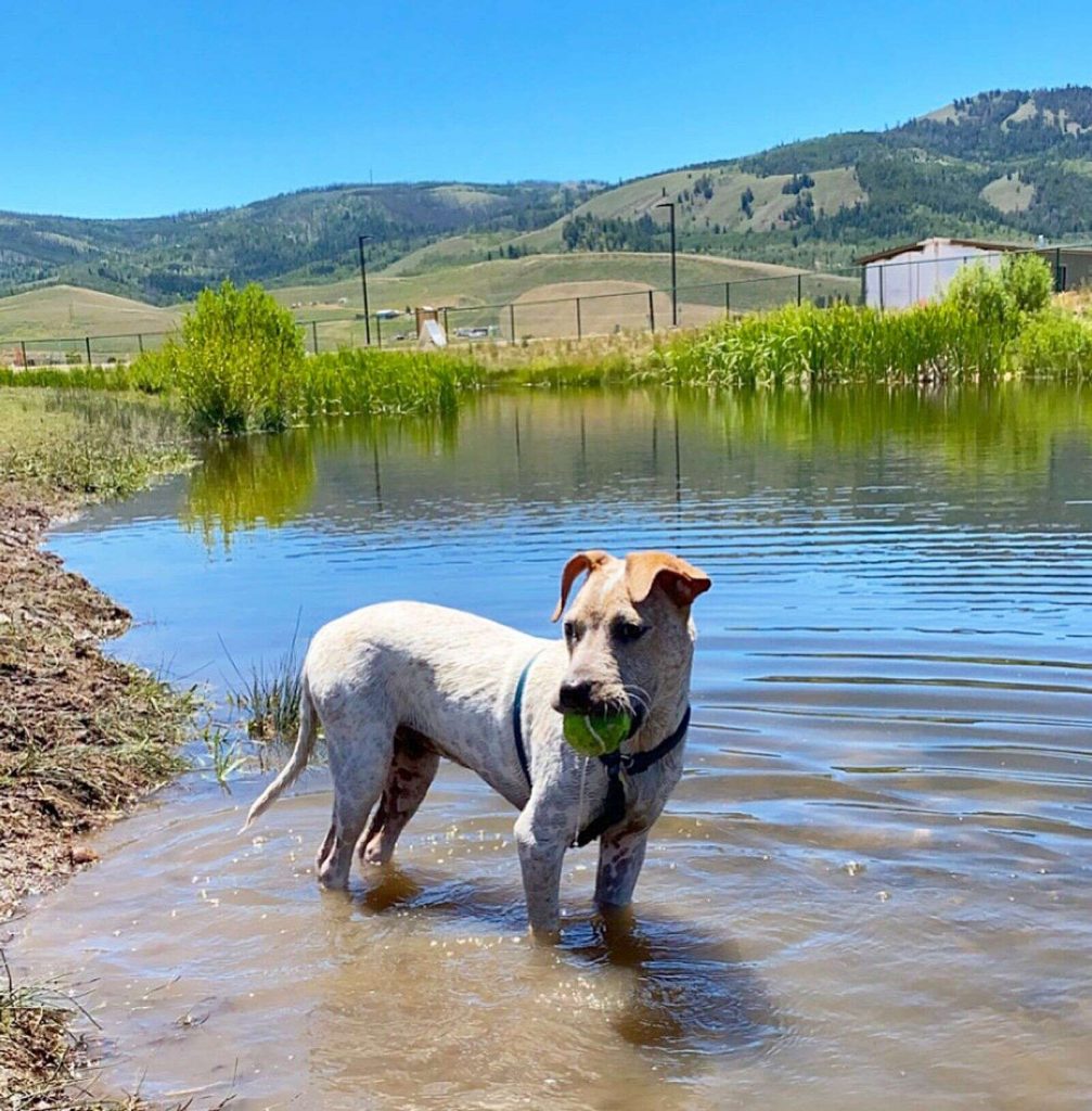 Bark Park open for season | SkyHiNews.com