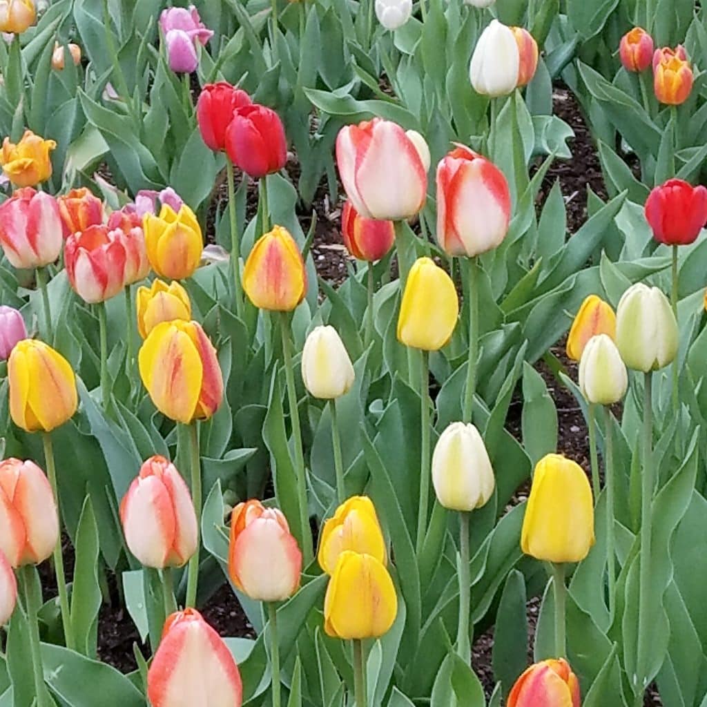 Library Corner Boundless opportunities at Grand County’s libraries