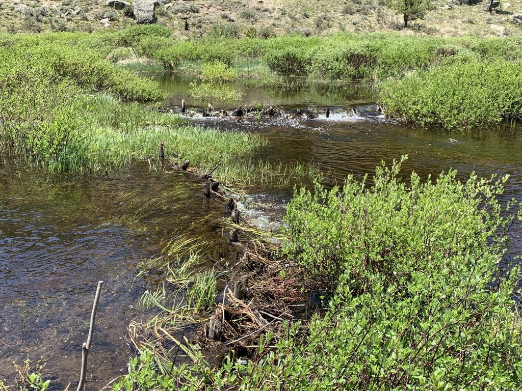 Watershed Corner: Replica beaver dams can restore our watersheds ...