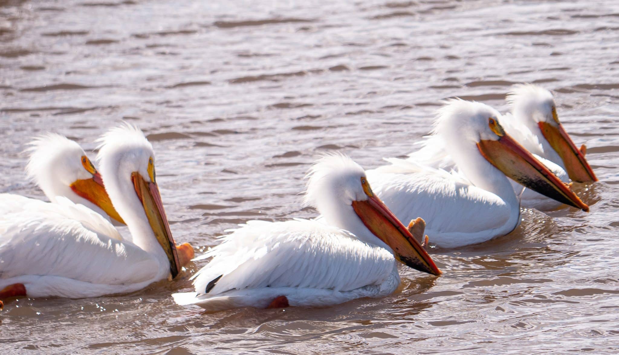 The pelicans land in Granby for spring | SkyHiNews.com