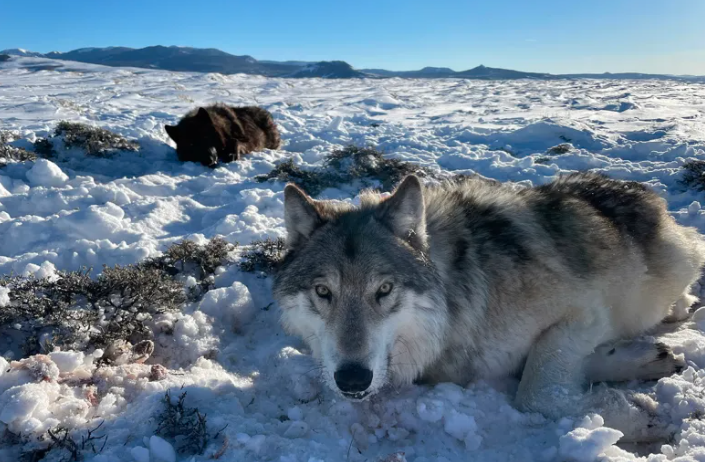 Wolf kills three lambs in North Park - Vimarsana News