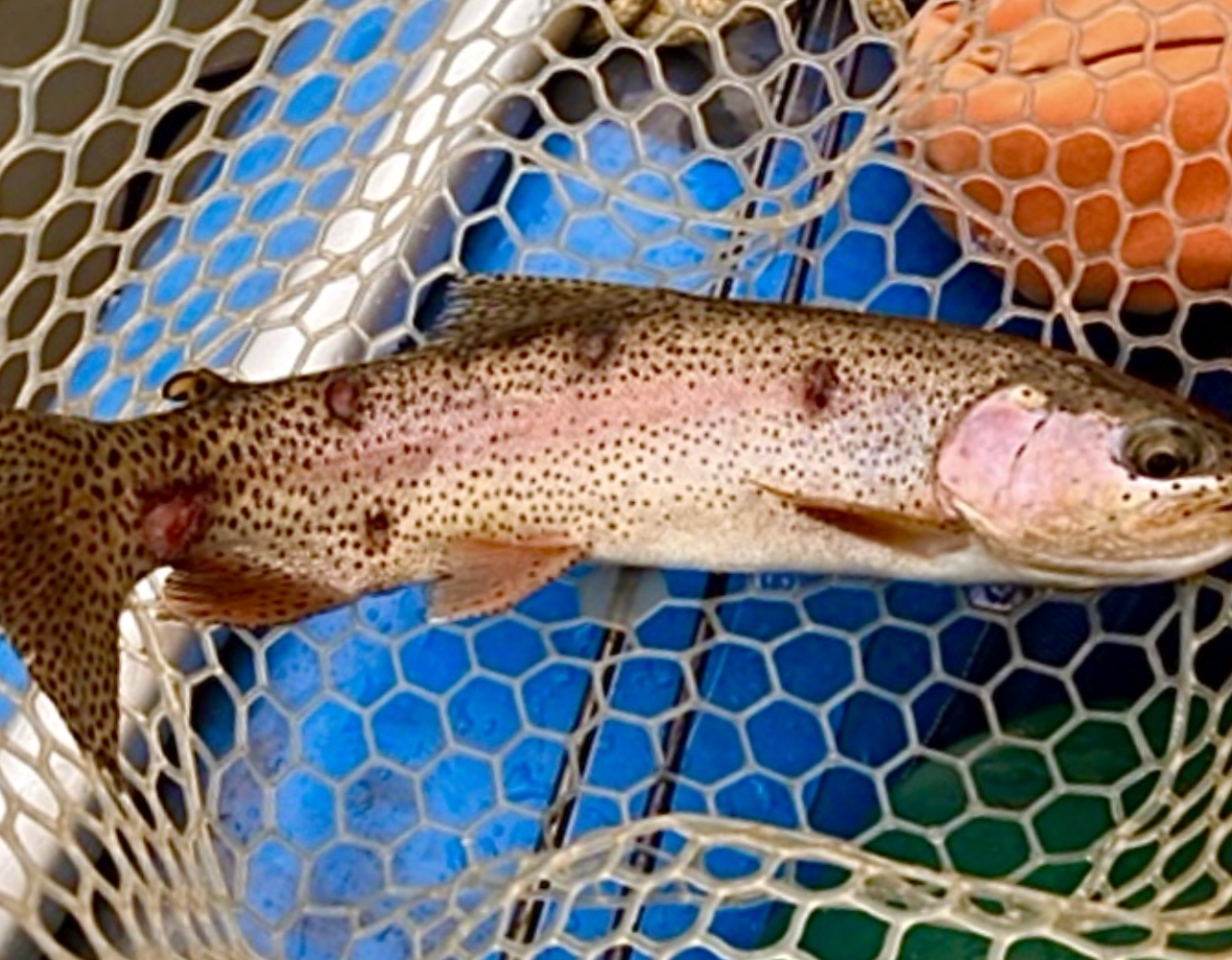 Colorado investigates strange sores on fish in mountain waterways ...