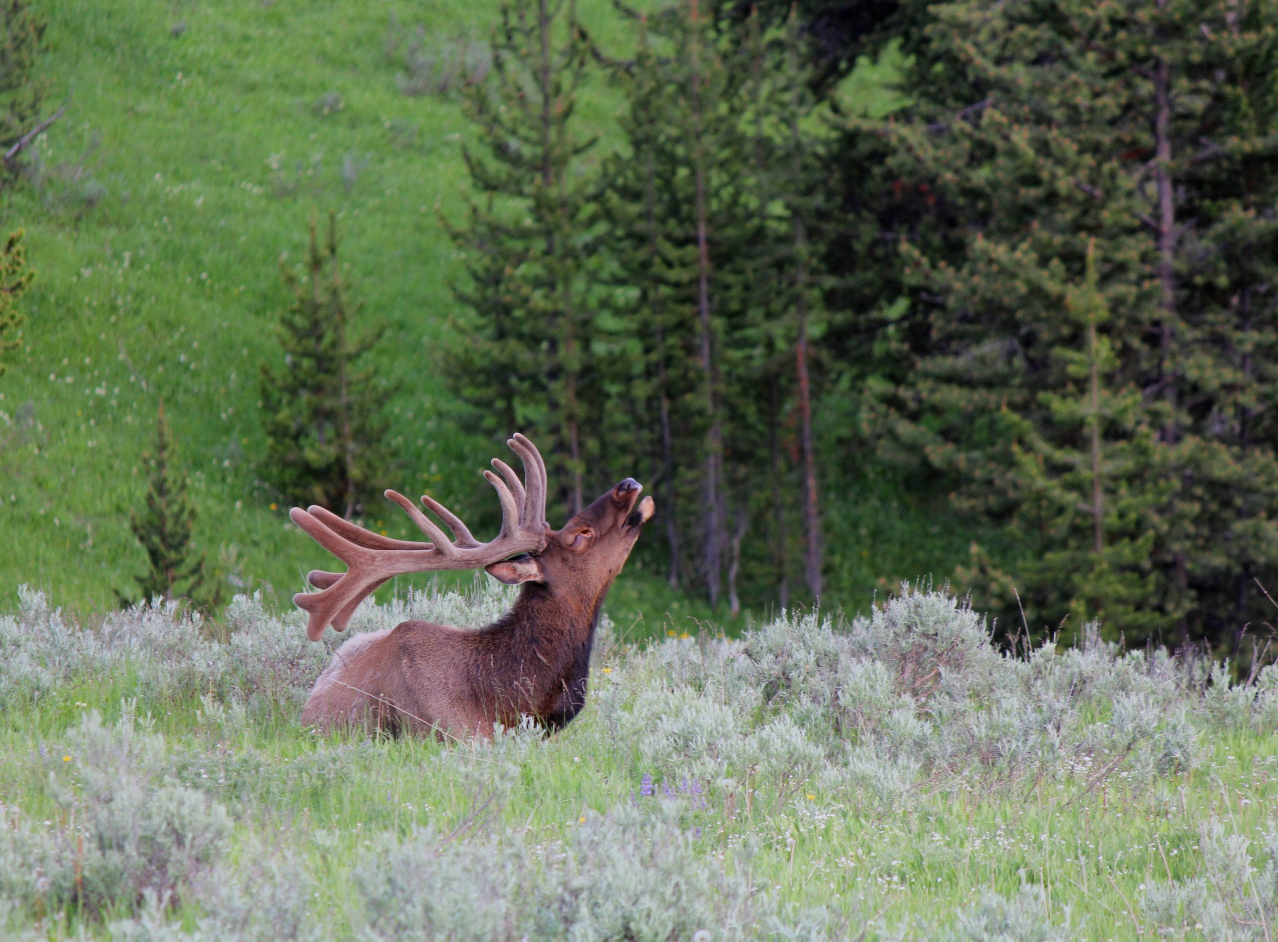 Elk rut season begins in Rocky Mountain National Park | SkyHiNews.com