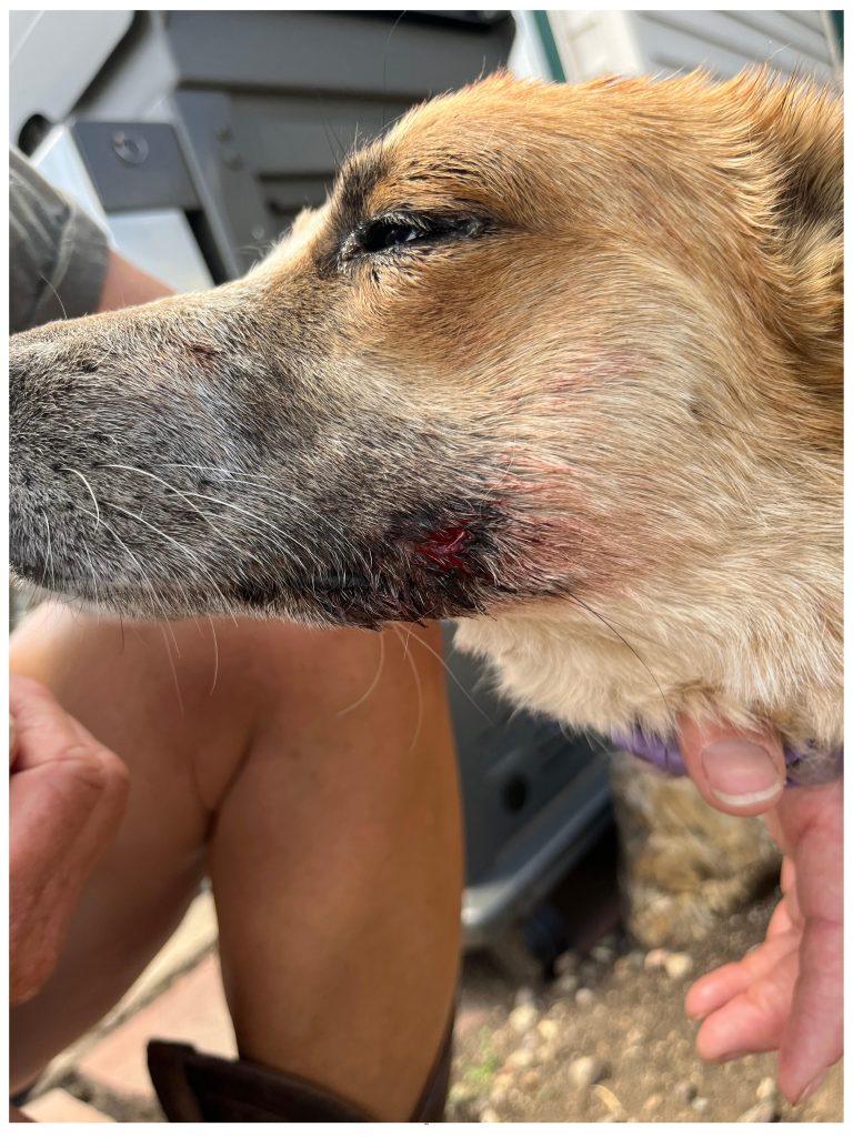 Parks and Wildlife shares additional photos of dog attacked by
