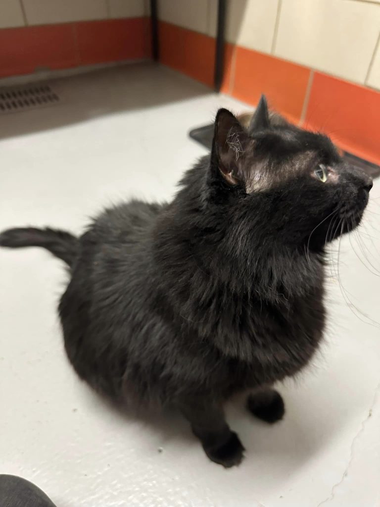 Pets of the week: Finn, Pussy Cat and Addy | SkyHiNews.com