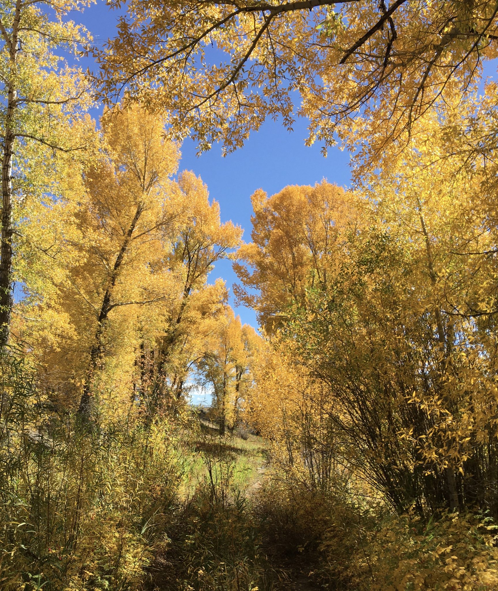 Local arborist explains why trees change color during the fall