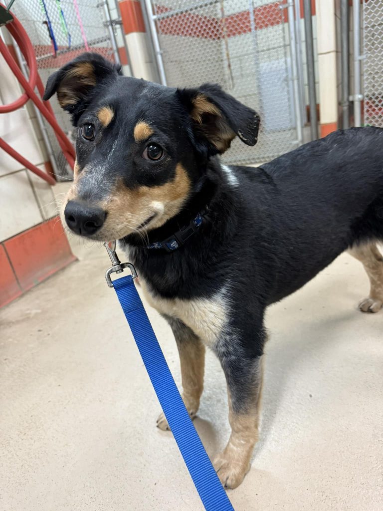 Pets of the week: Coal, Nugget and Miner | SkyHiNews.com