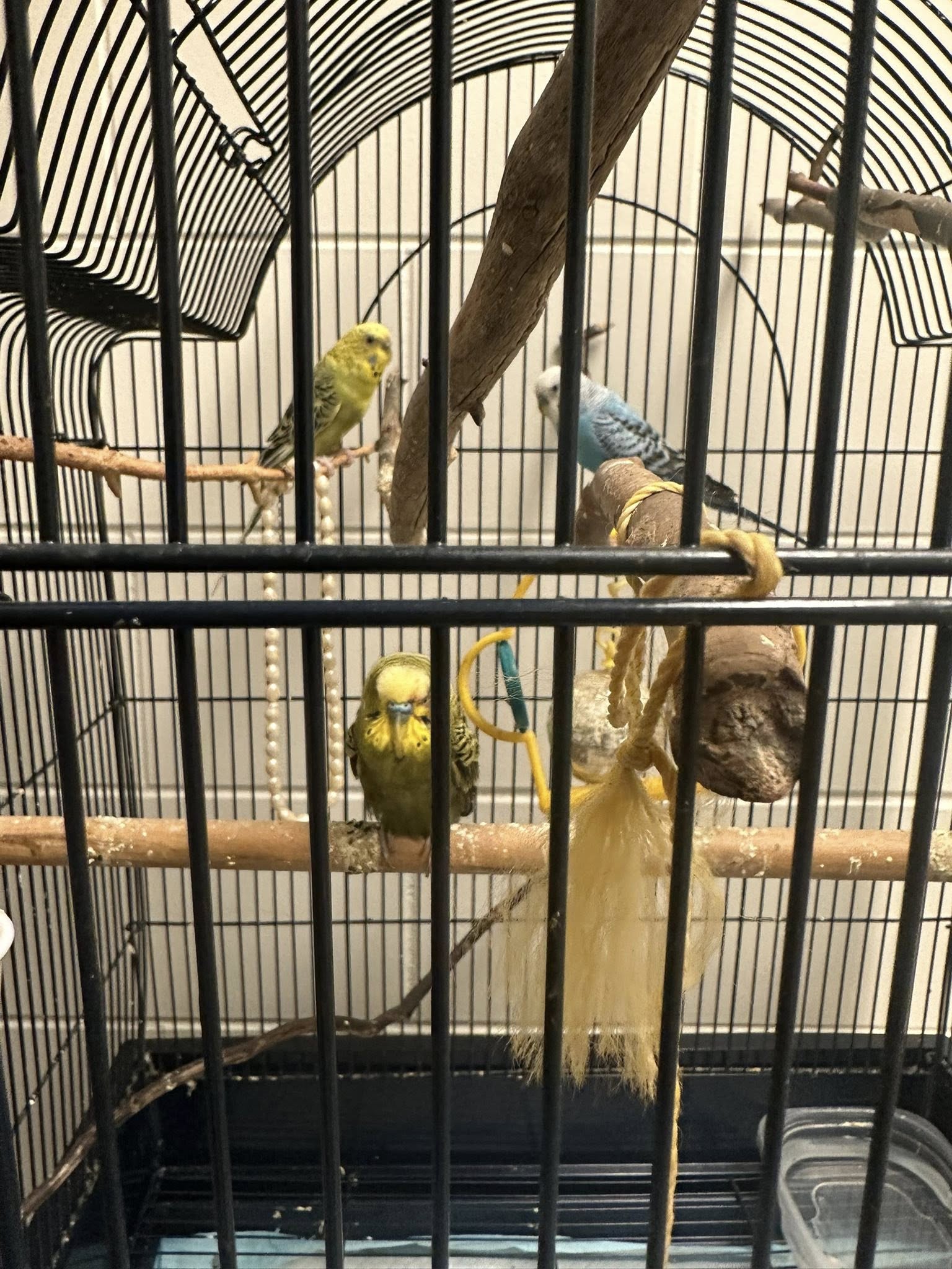 Pets of the week: Parakeets | SkyHiNews.com