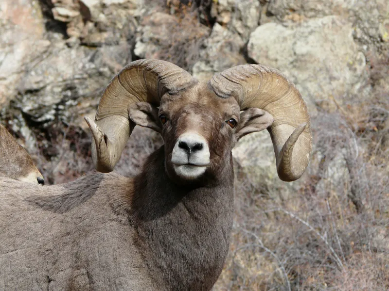 Are Colorado’s bighorn sheep herds in trouble?