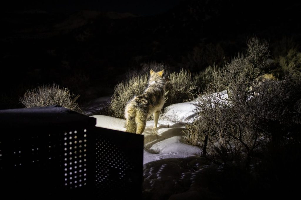 Colorado will not release more wolves this winter