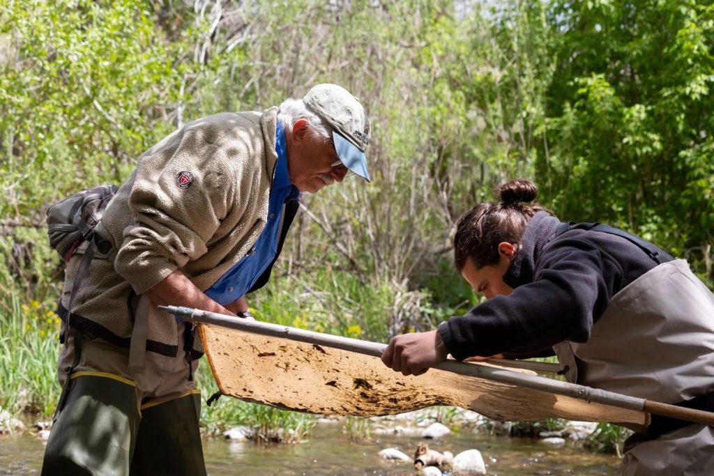 Are salmonflies in danger in Colorado?