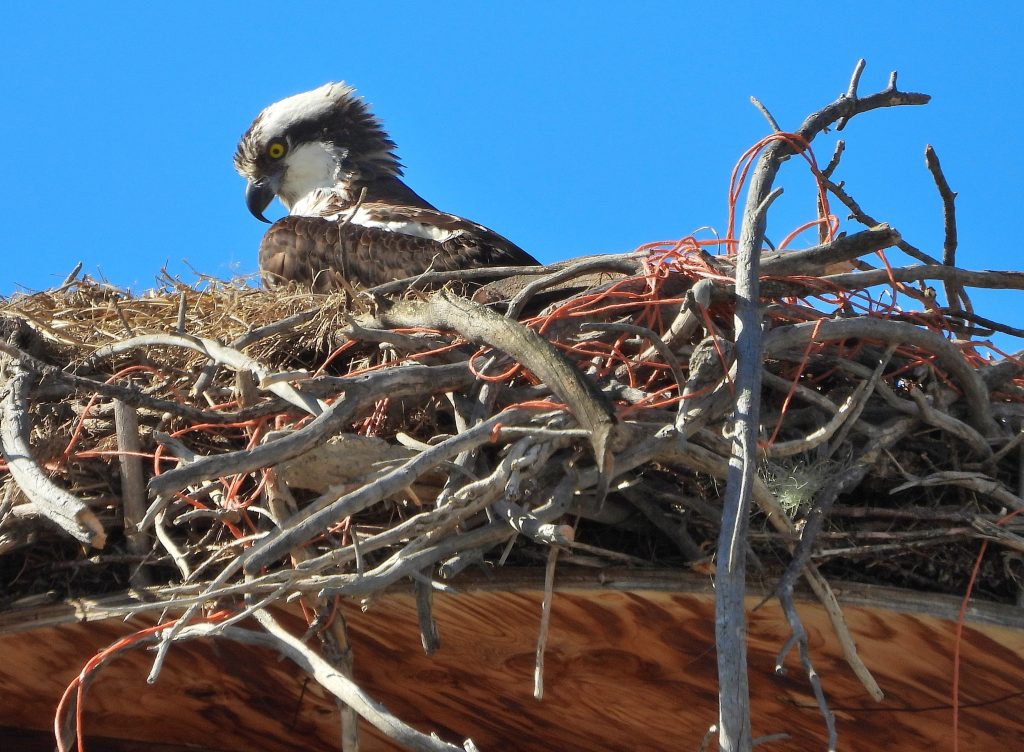 Grand Lake ospreys are back for the season | SkyHiNews.com
