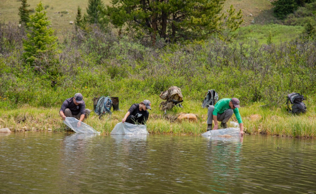 3,500 endangered boreal toad tadpoles find a new home near Leadville