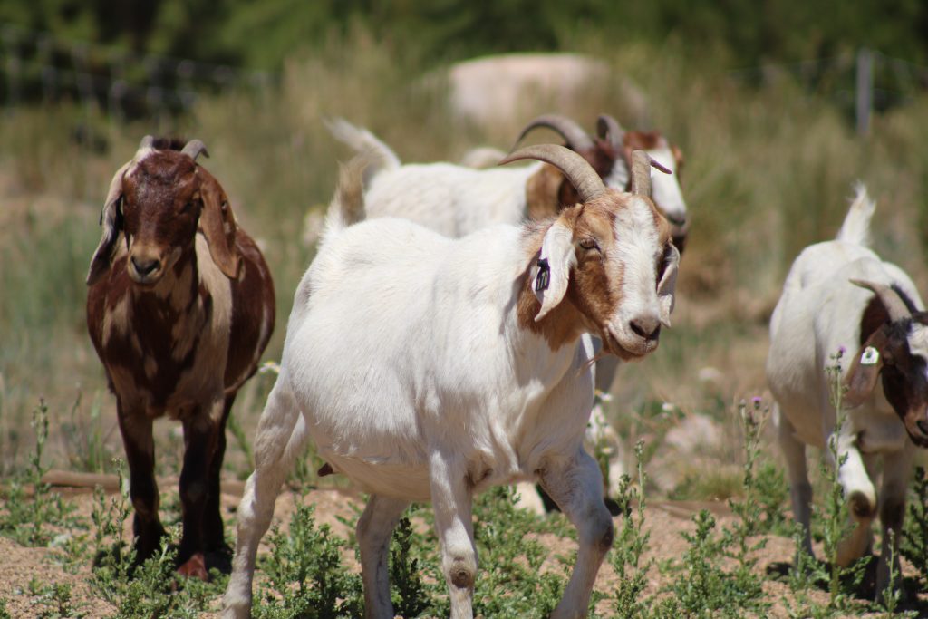 Snow Mountain Ranch hires goat herd to tackle invasive plants