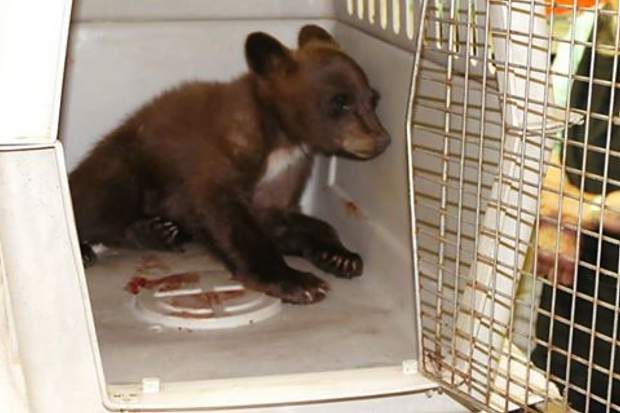 Bear cub recovering after hit-and-run at Lake Tahoe | SierraSun.com
