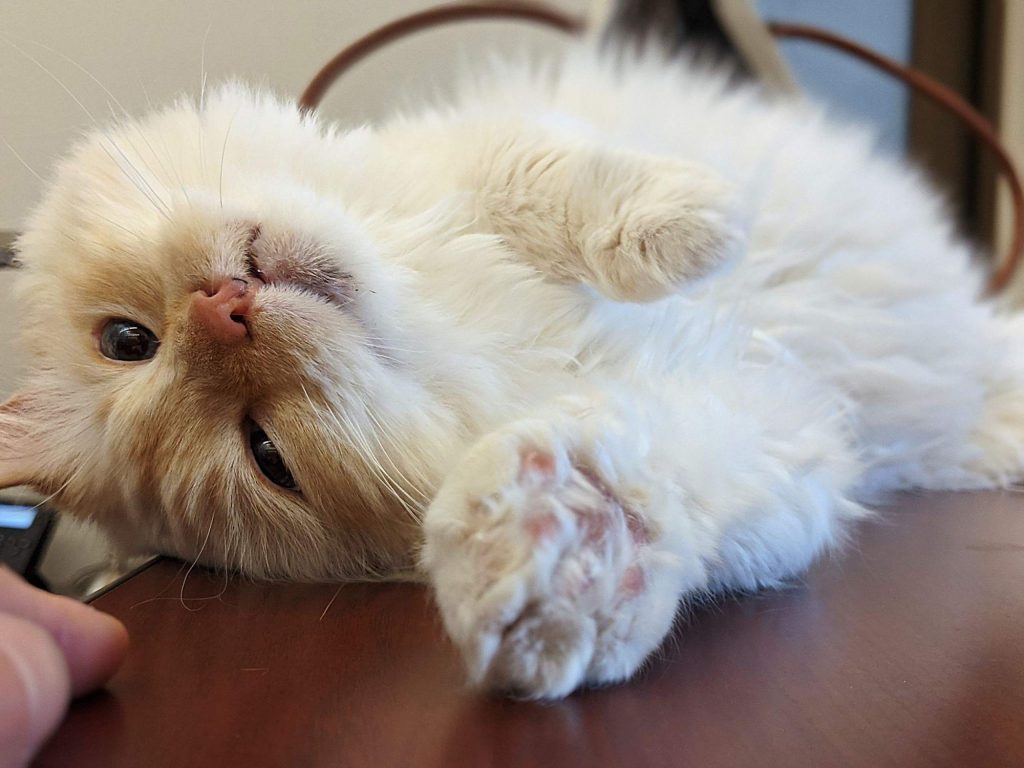 Humane Society of TruckeeTahoe chosen for Jackson Galaxy Project’s Cat