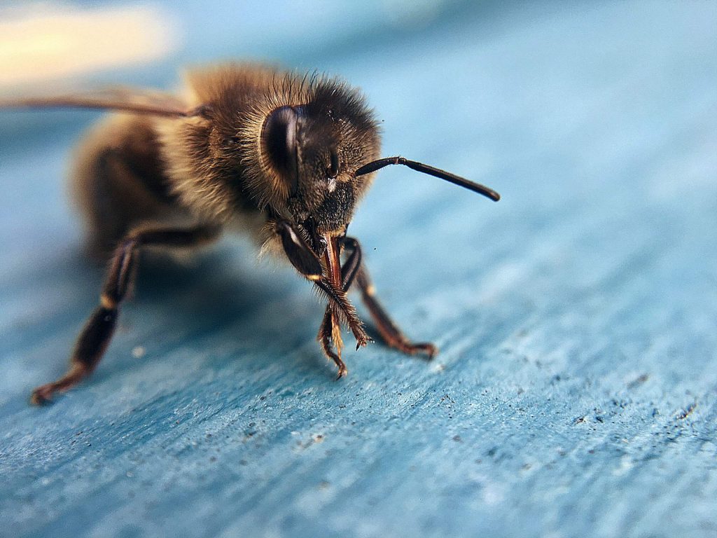 Truckee joins Bee City USA to support pollinator conservation