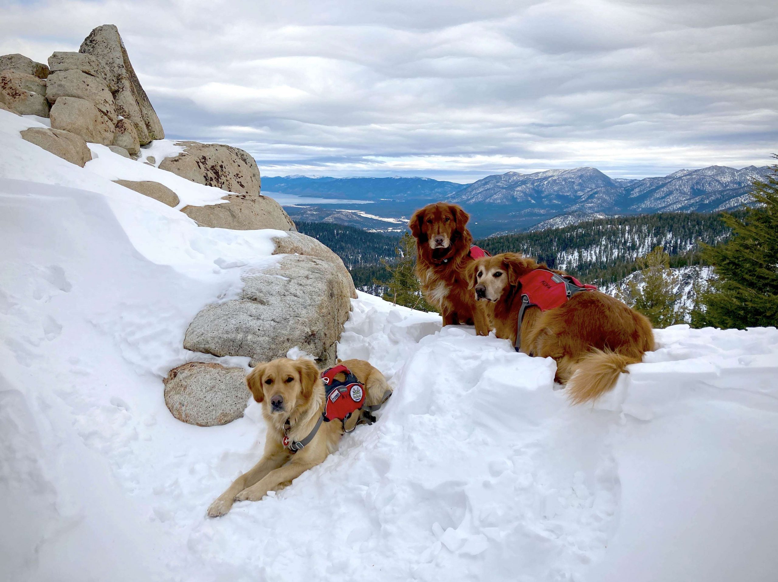 Furry heroes: Handlers discuss training, working with avalanche dogs |  SierraSun.com