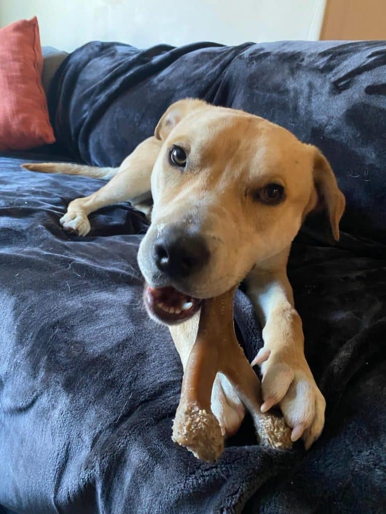 Truckee-Tahoe Humane Society Pet of the Week: Tanner | SierraSun.com