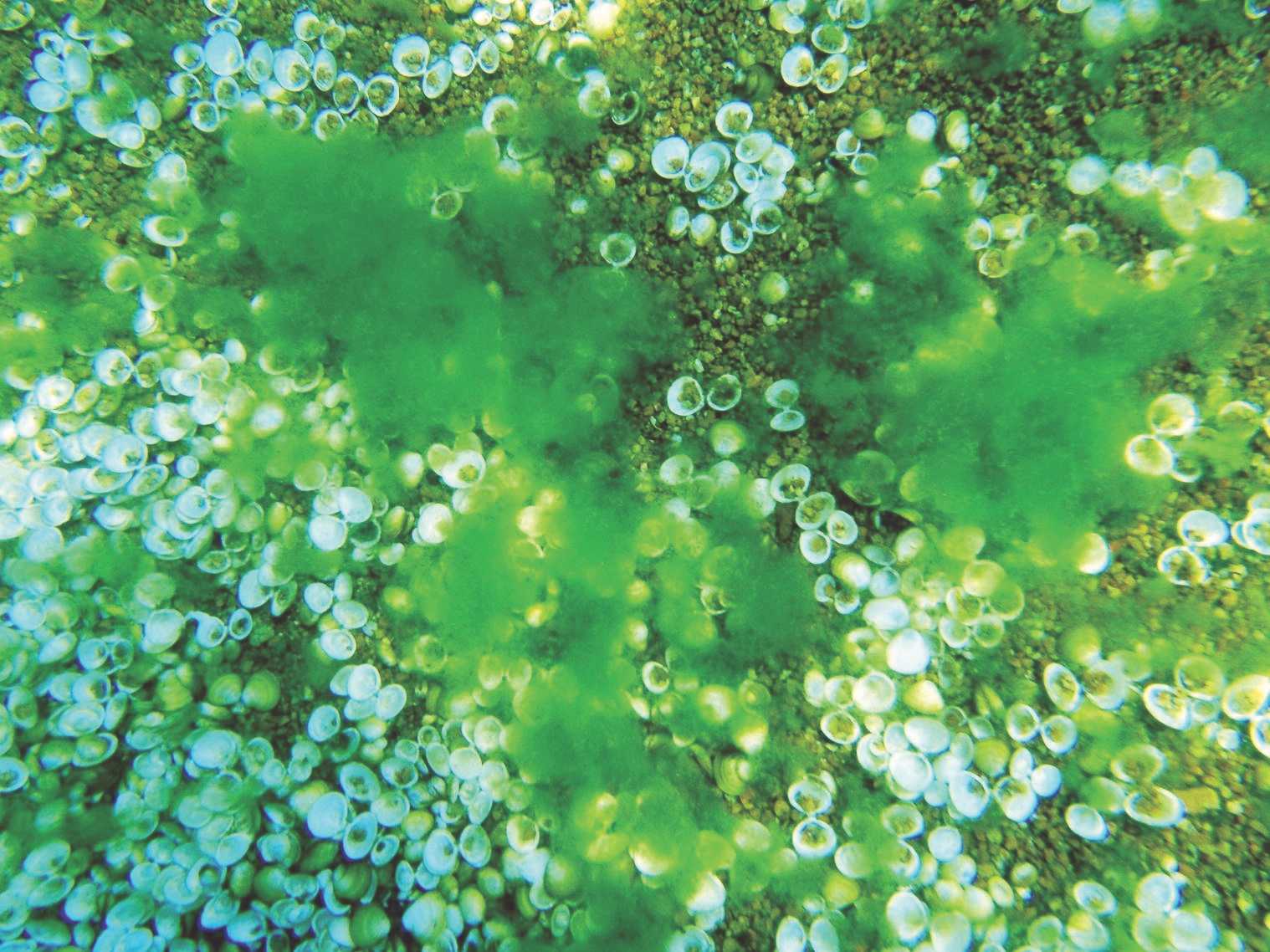 Invasive Algae Graph The wrong kind of blooms: Climate change, invasive clams are fueling ...