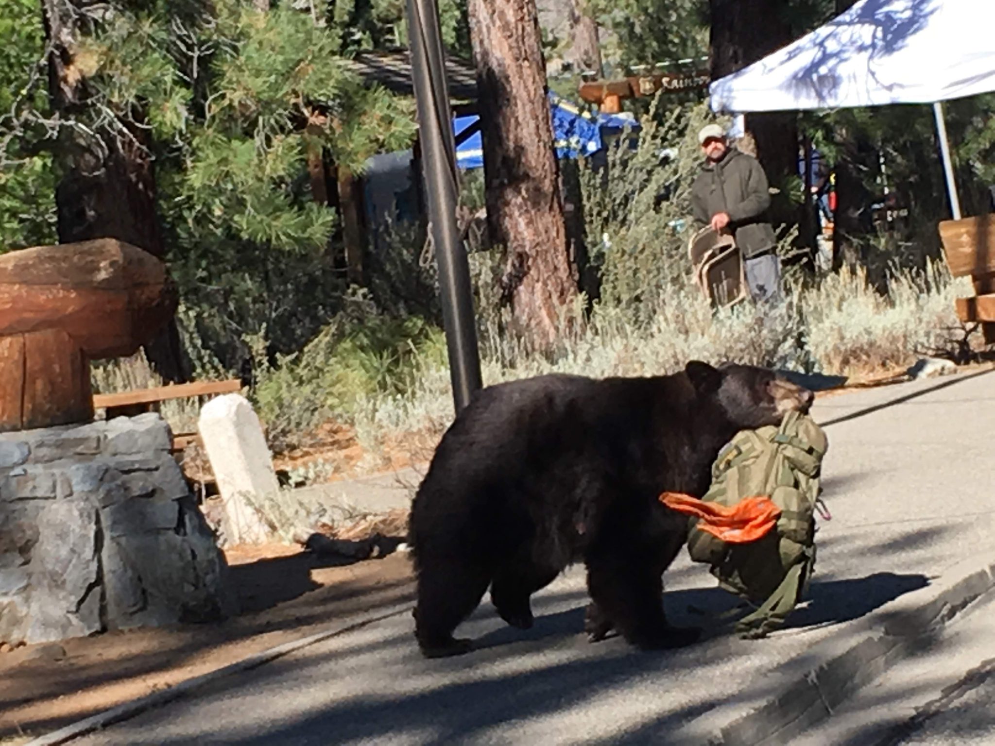 Forest Service issues new food, refuse storage Order | SierraSun.com