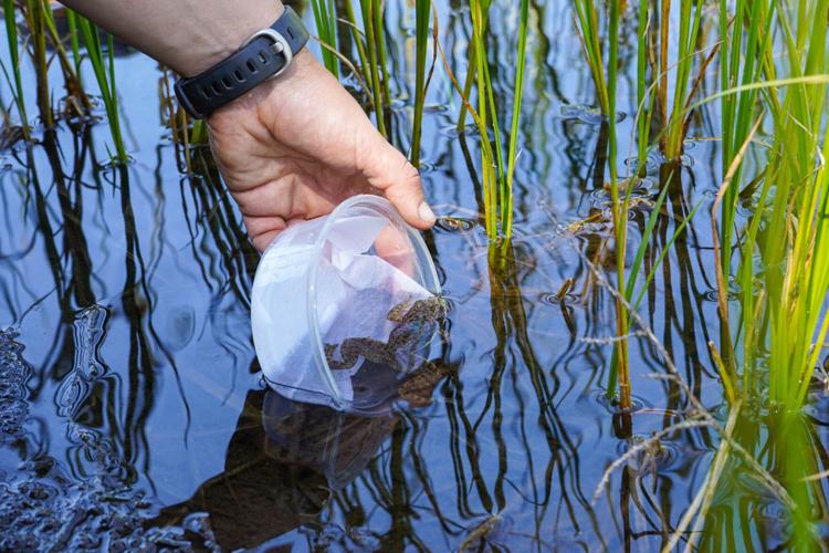Sierra Nevada yellow-legged frog reintroduced in Tahoe National Forest