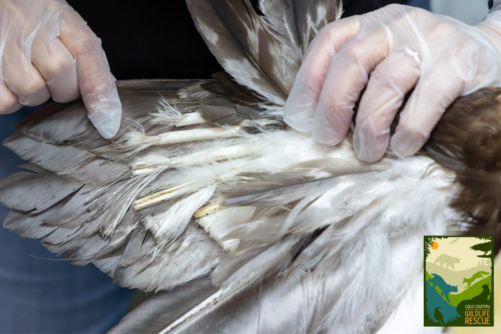 From rescue to recovery: Truckee’s bald eagle shows steady progress in ...