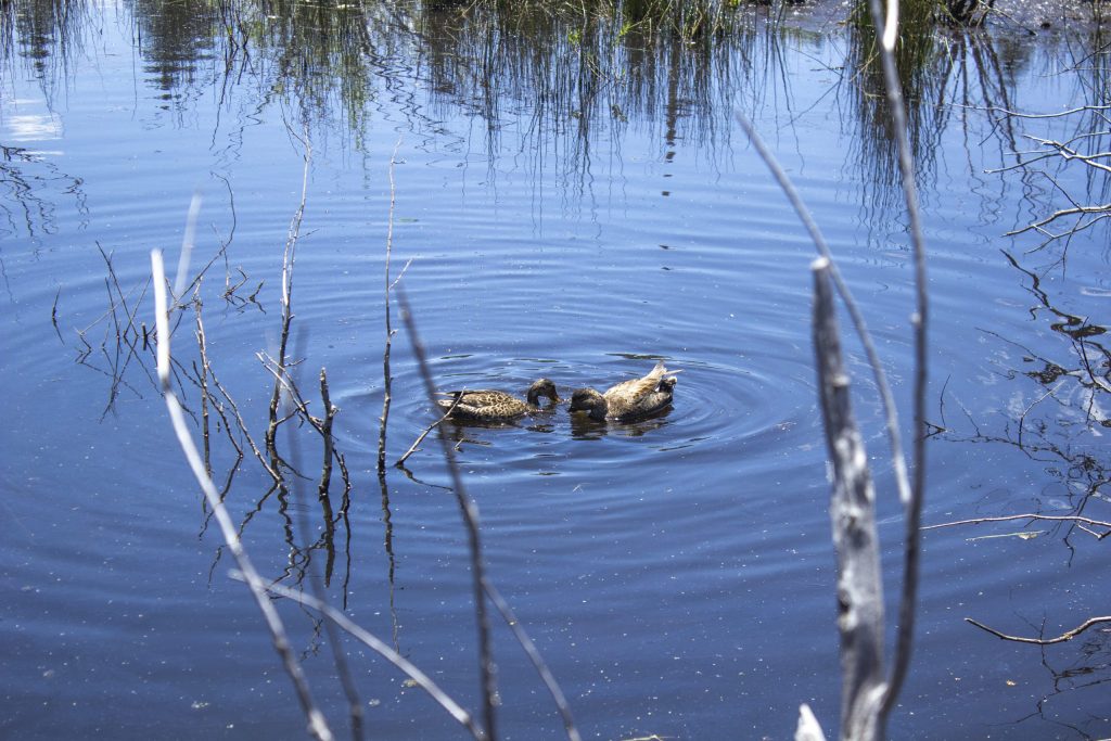 Writers in the wild: Birds of a feather