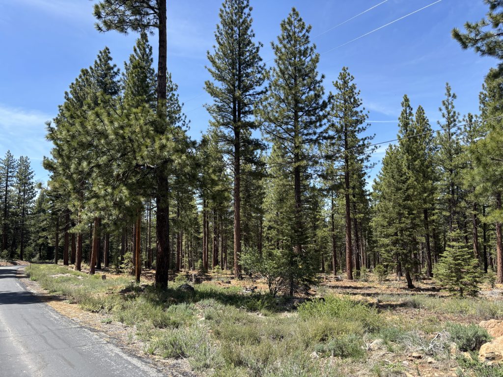 Truckee Fire awards five 2026 Community Wildfire Prevention Grants