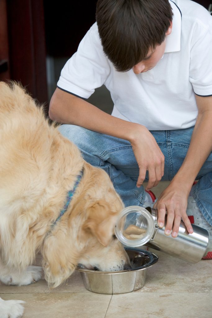 Prepare your pets for wildfires