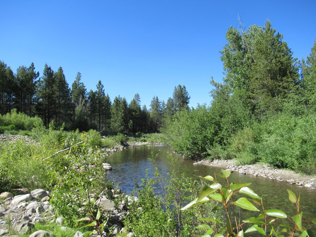 Truckee River Watershed Council on track to complete Coldstream Canyon Lower Floodplain Restoration Project this fall