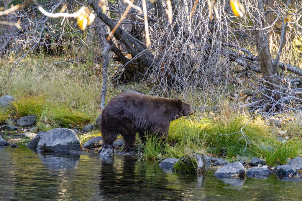 Top Tahoe animals you can see in the summer if you pay attention 