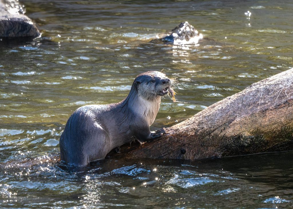 River Otters: Larger than thought, feistier than expected, and definitely in Lake Tahoe