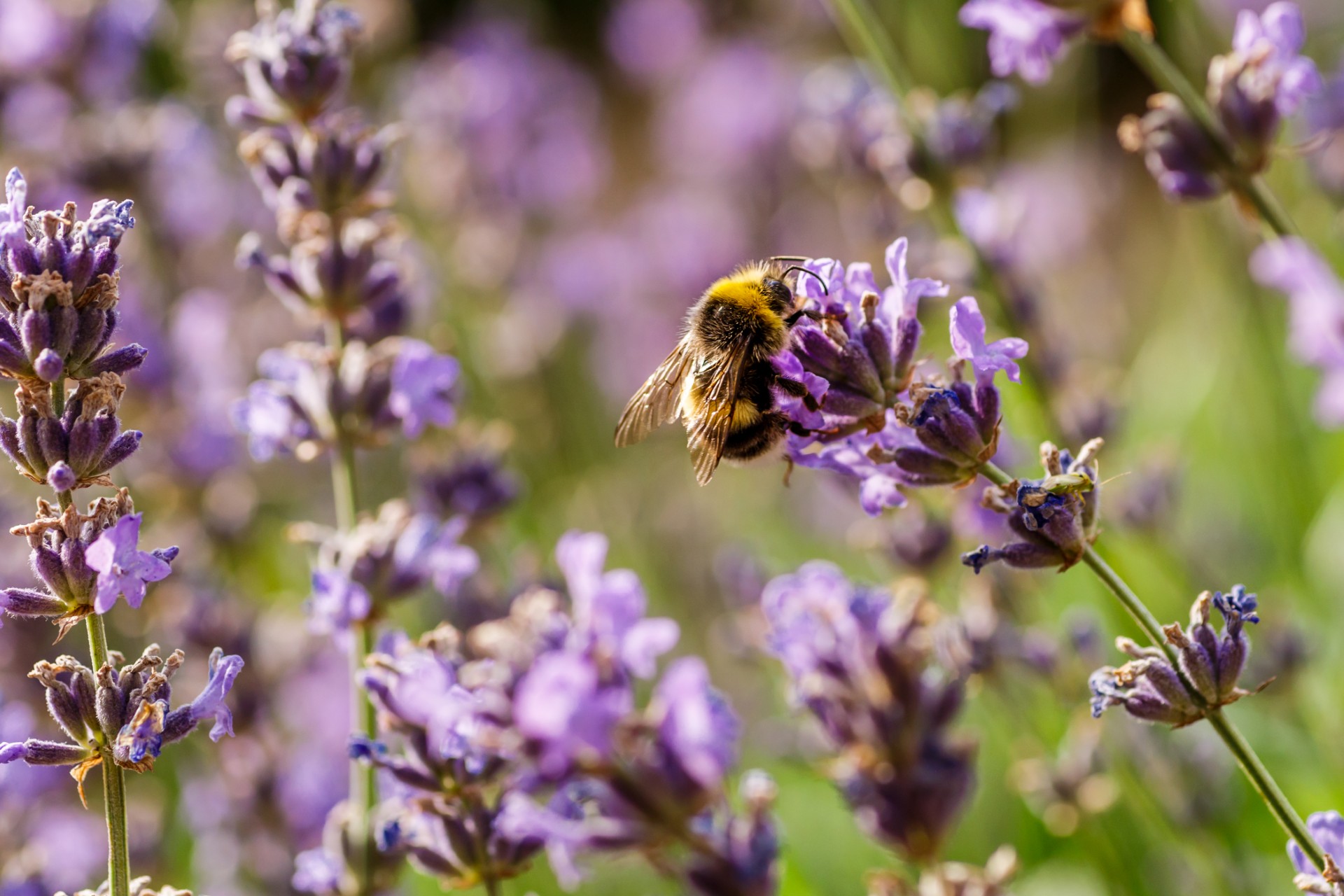 Town of Truckee, Tahoe Institute for Natural Science celebrate Bee City USA Designation