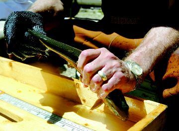 After 40 years, Marlette to open for trout fishing | TahoeDailyTribune.com