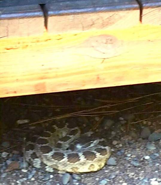 Resident rattled by snake