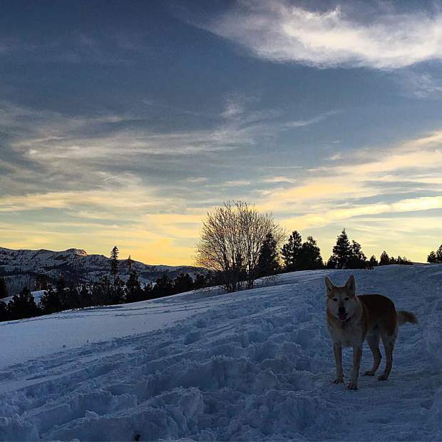 As the sun sets, #montanadawg gets his powder fill in @tahoedonnerassociation's trails up at glacier way.
