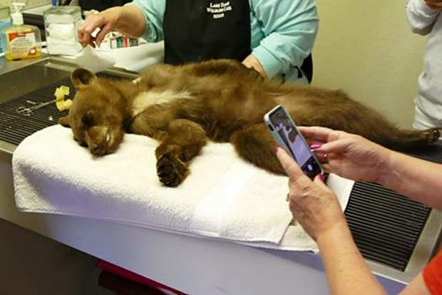 Bear cub recovering after hit-and-run at Lake Tahoe | TahoeDailyTribune.com
