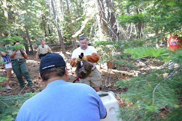 Bear cub recovering after hit-and-run at Lake Tahoe | TahoeDailyTribune.com