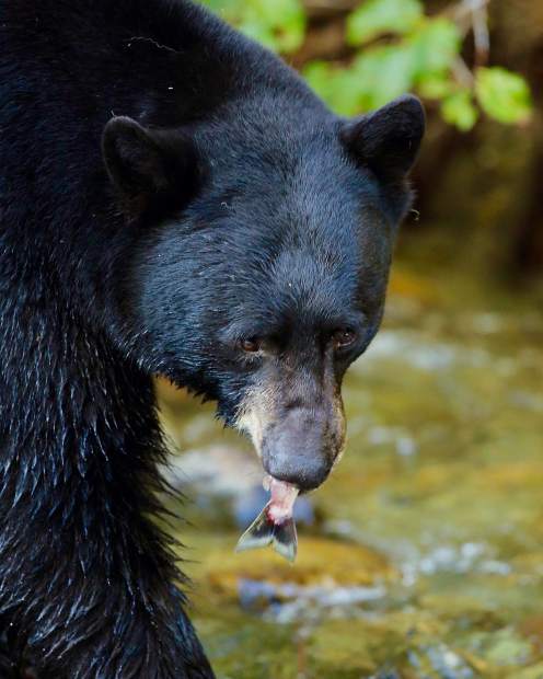 Black bears stock up on the salmon in Taylor Creek as they prepare for hibernation.
