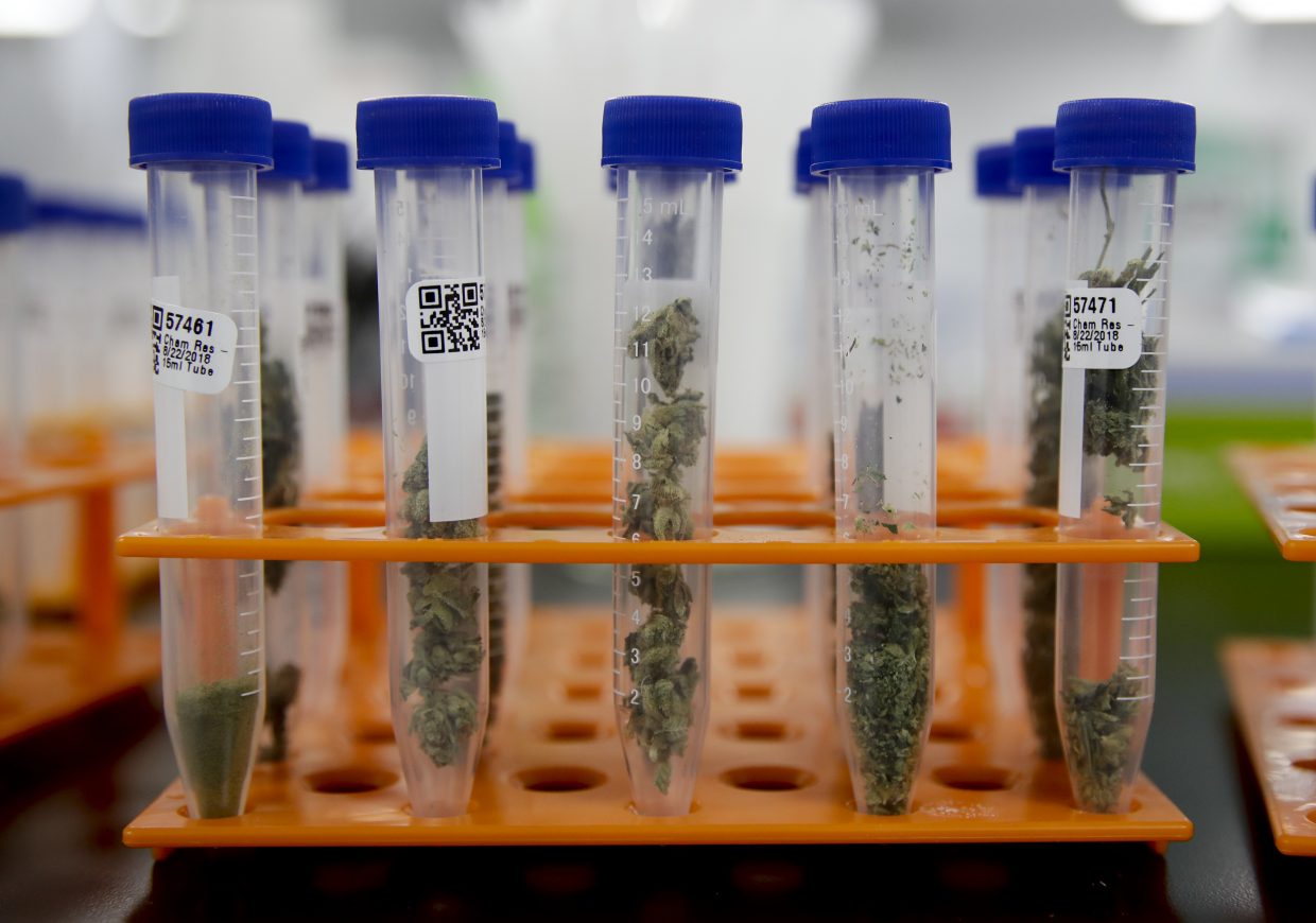 Higher percentage of California pot passing safety tests ...